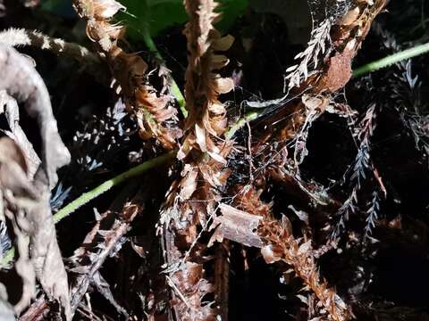 Image of Korean tasselfern