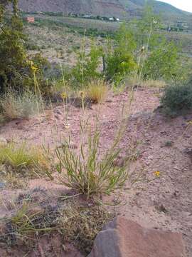 Image of Helianthus devernii Draper