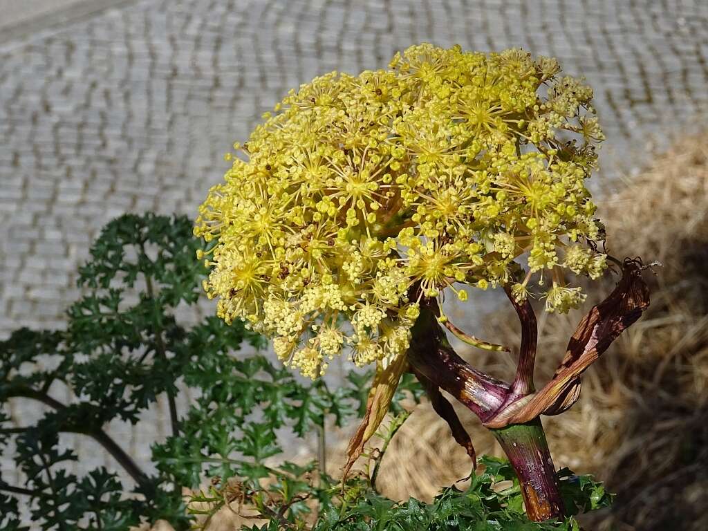 Image of Thapsia foetida L.