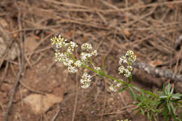 Image of Galium heldreichii Halácsy