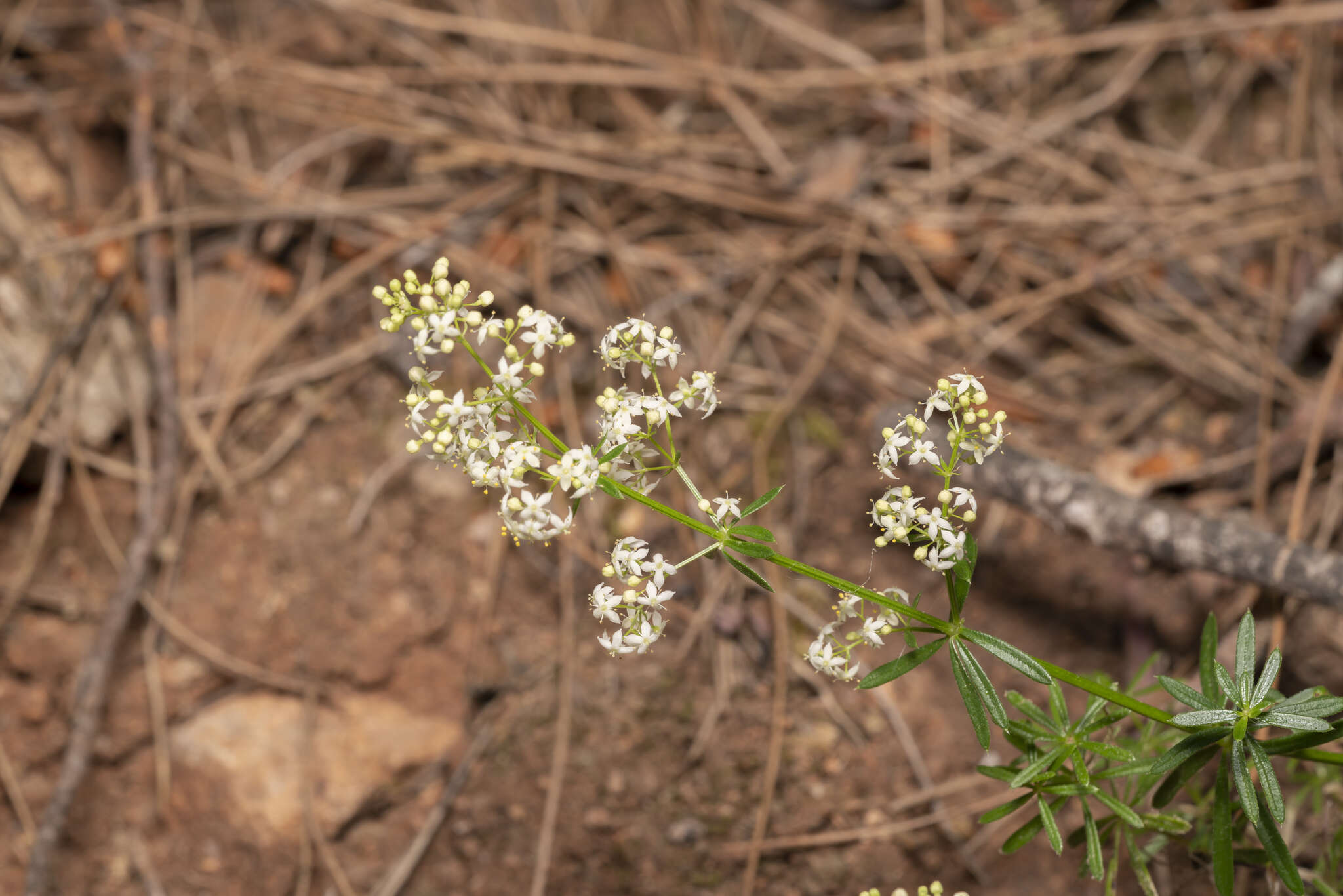 Image of Galium heldreichii Halácsy