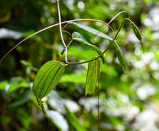 Image of Passiflora chelidonea Mast.