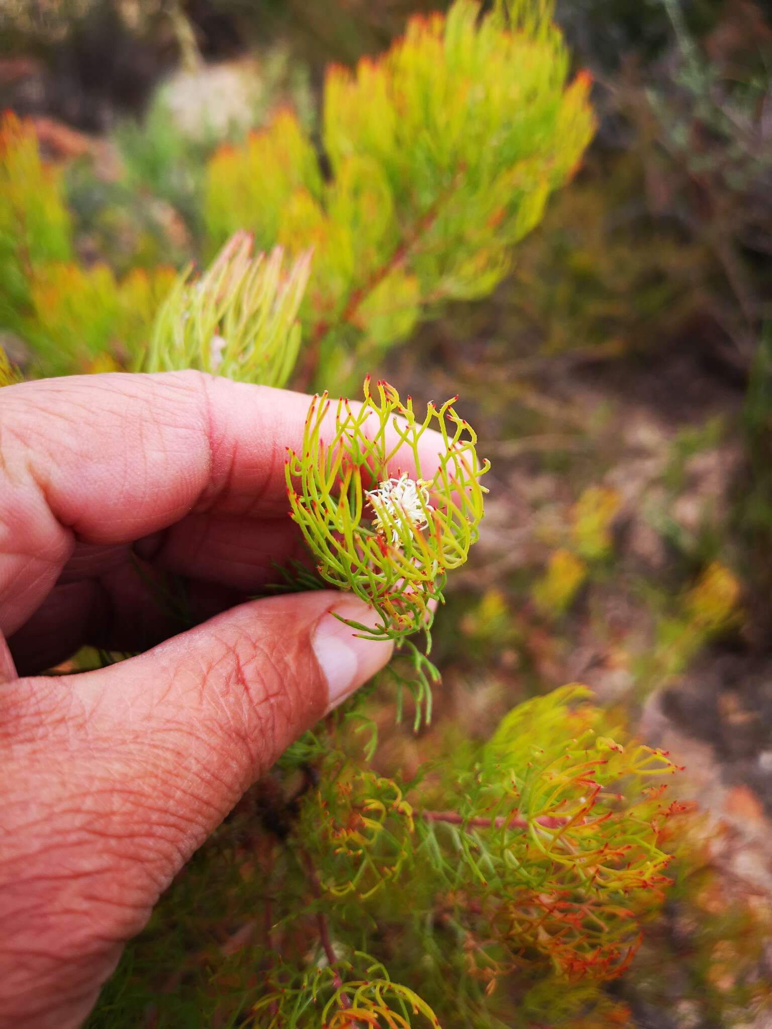 Image of Serruria inconspicua L. Guthrie & Salter