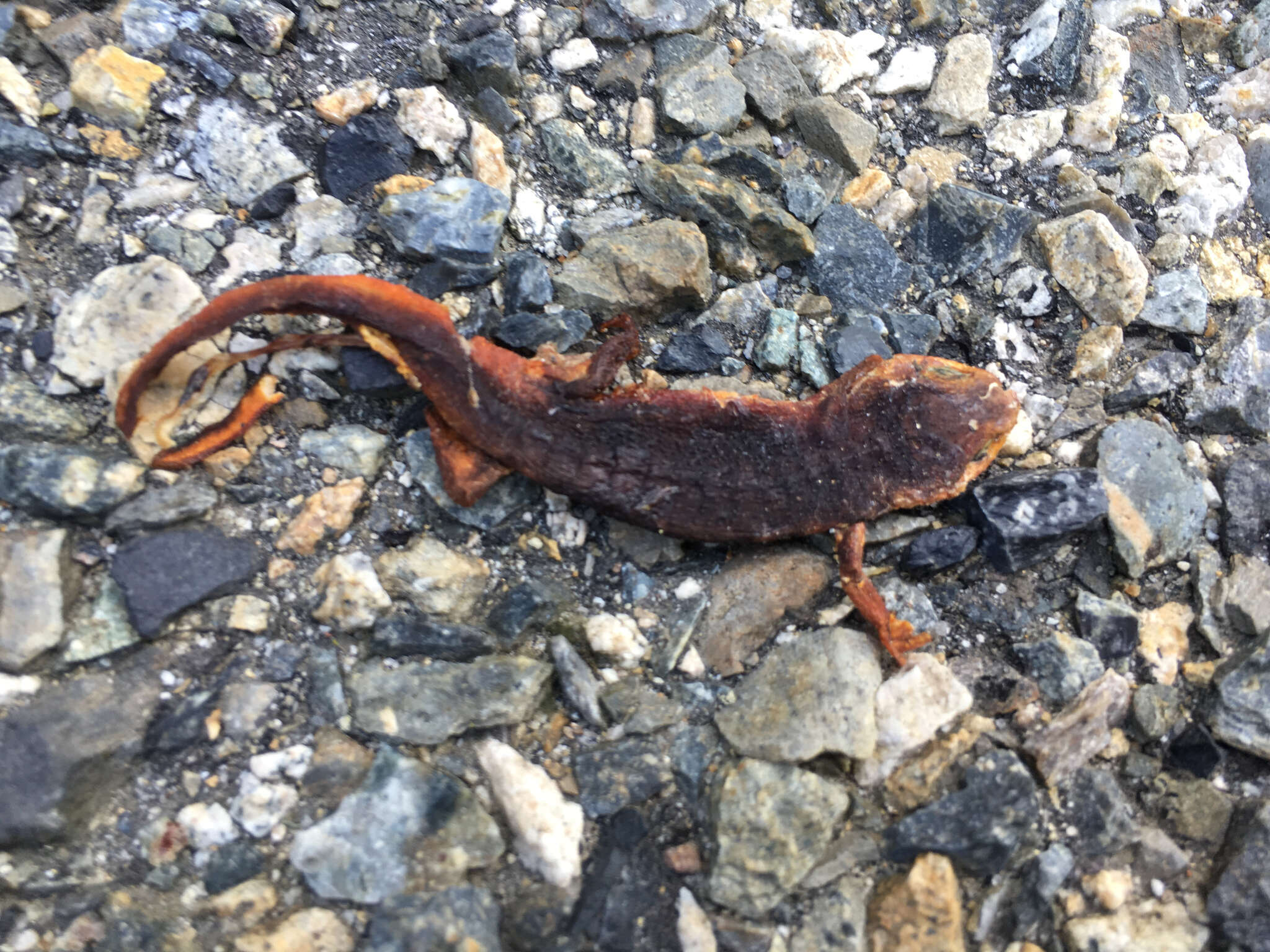 Image of Sierra newt