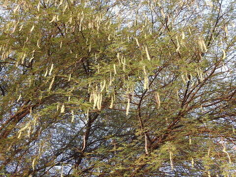 Plancia ëd Vachellia nilotica