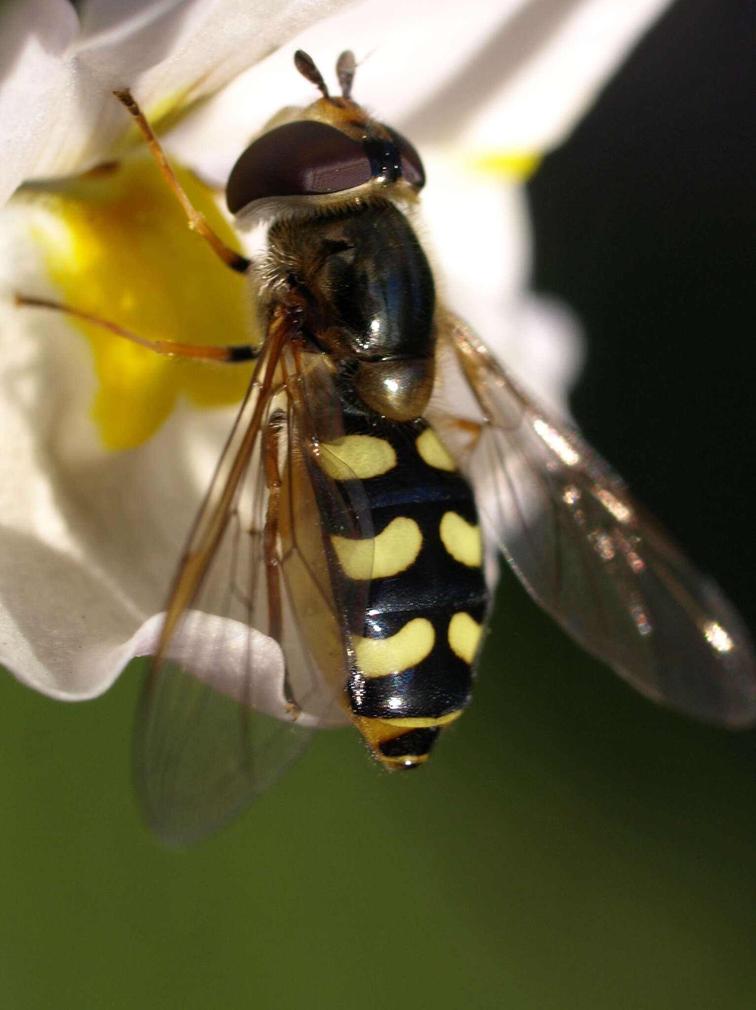 Eupeodes luniger (Meigen 1822) resmi