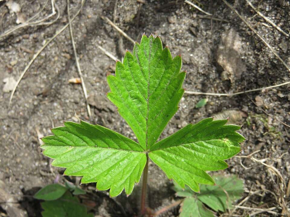 Image of woodland strawberry