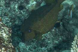 Image of Yellow boxfish