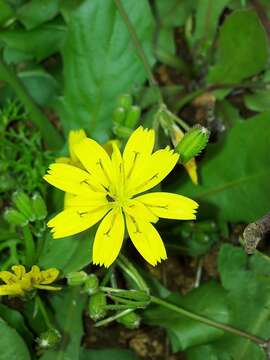 Image of endive daisy