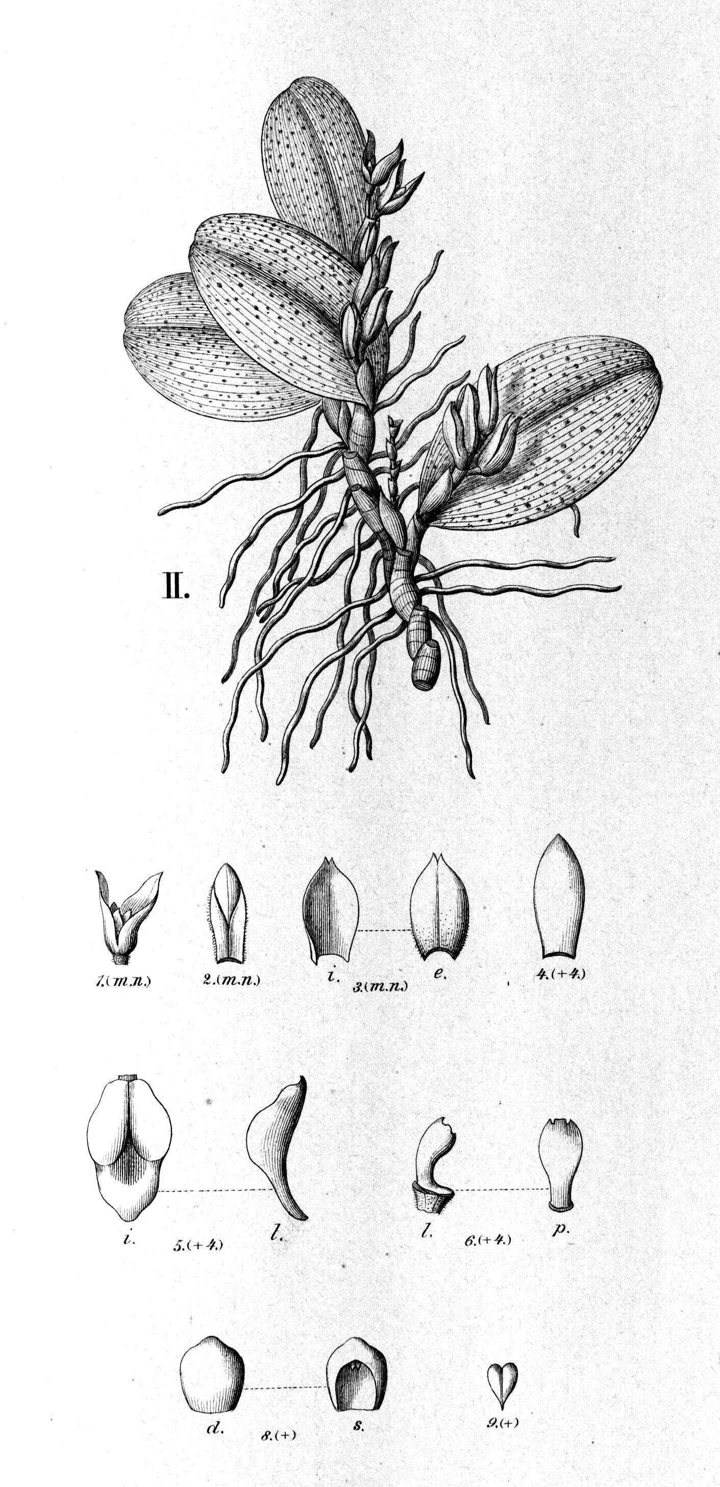 Image of Acianthera recurva (Lindl.) Pridgeon & M. W. Chase