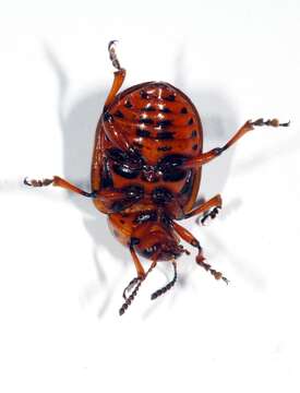 Image of Colorado potato beetle