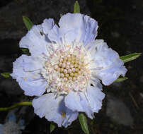 Image of Caucasian pincushion flower