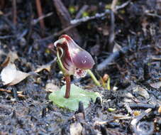 Image of Corybas fordhamii (Rupp) Rupp