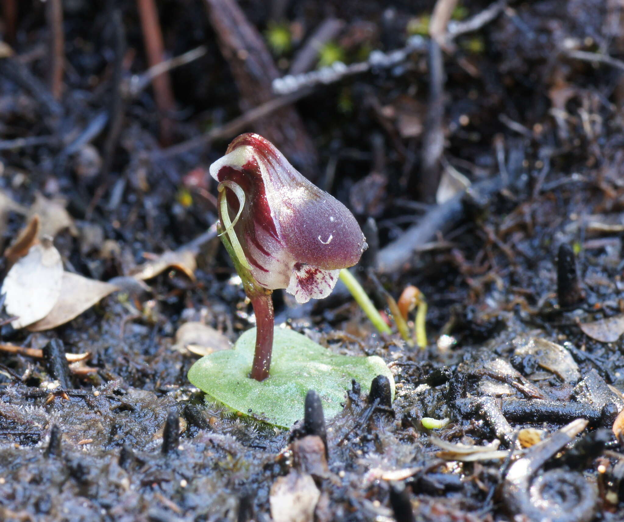 Image of Corybas fordhamii (Rupp) Rupp