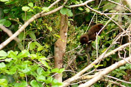 Image of Coppery Titi Monkey