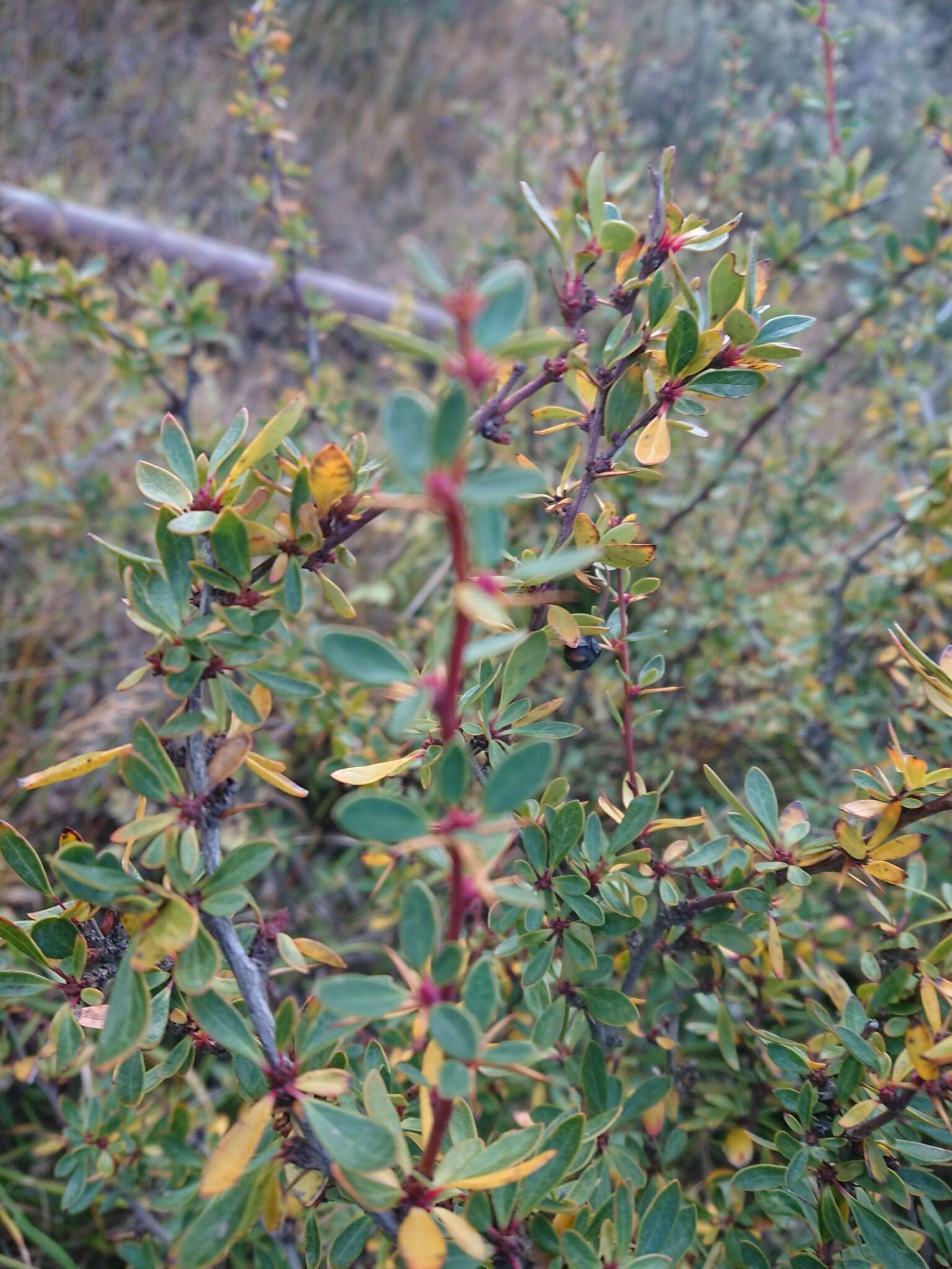 Image of Magellan barberry