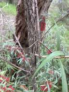 Sivun Callistemon linearifolius (Link) DC. kuva