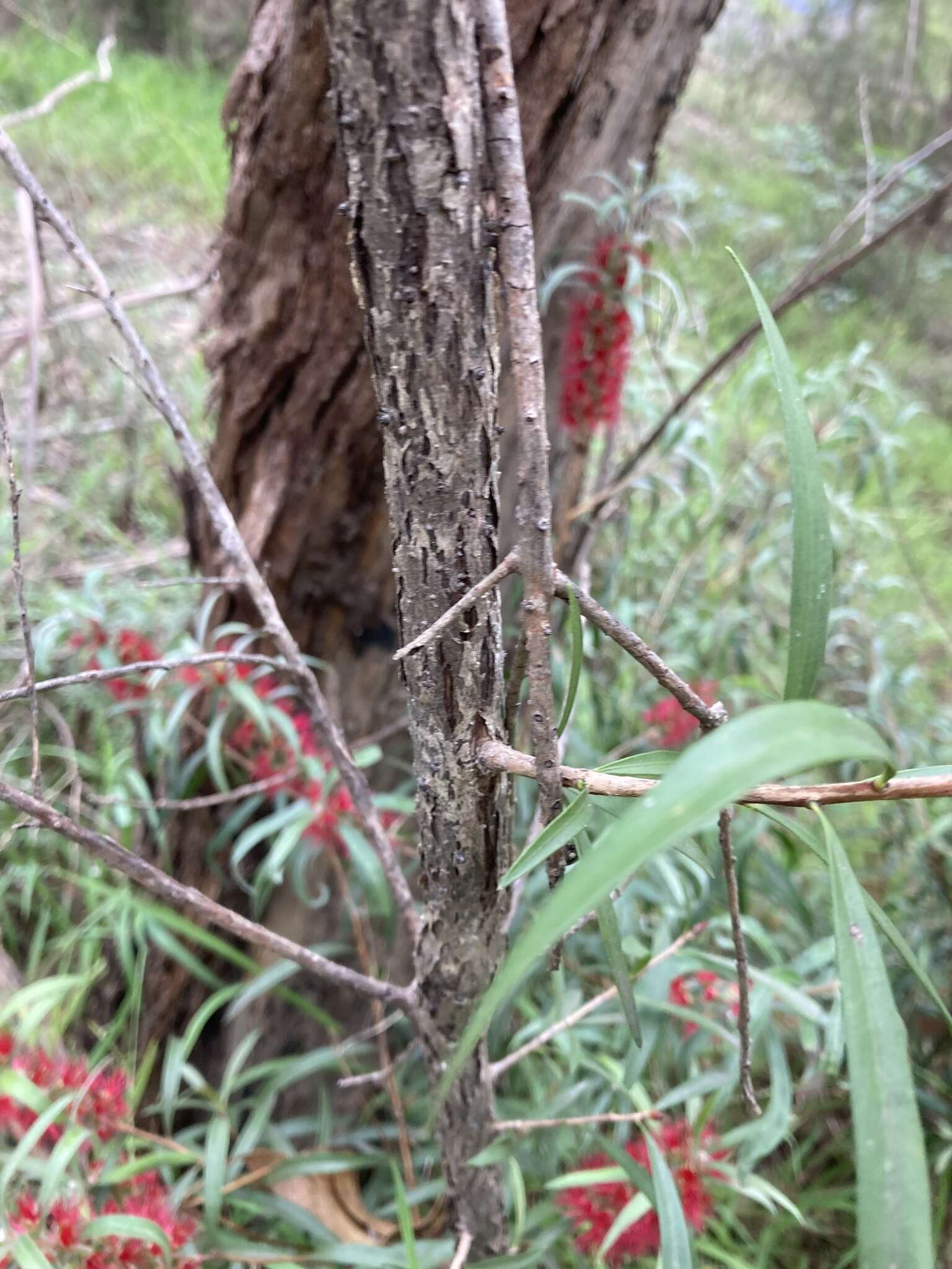 Sivun Callistemon linearifolius (Link) DC. kuva