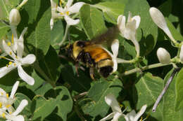 Image of Tricolored Bumble Bee