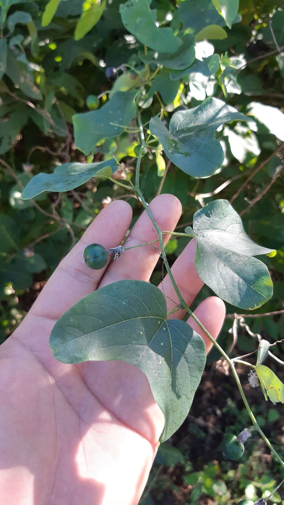 Passiflora mexicana A. Juss. resmi