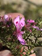 Image of Pelargonium denticulatum Jacq.