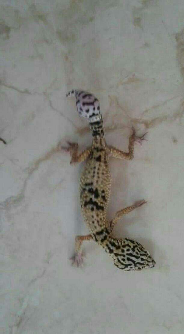 Image of Iraqui Eyelid Gecko