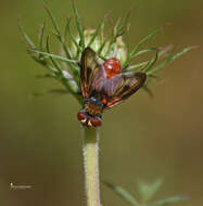 Image of Ectophasia oblonga (Robineau-Desvoidy 1830)