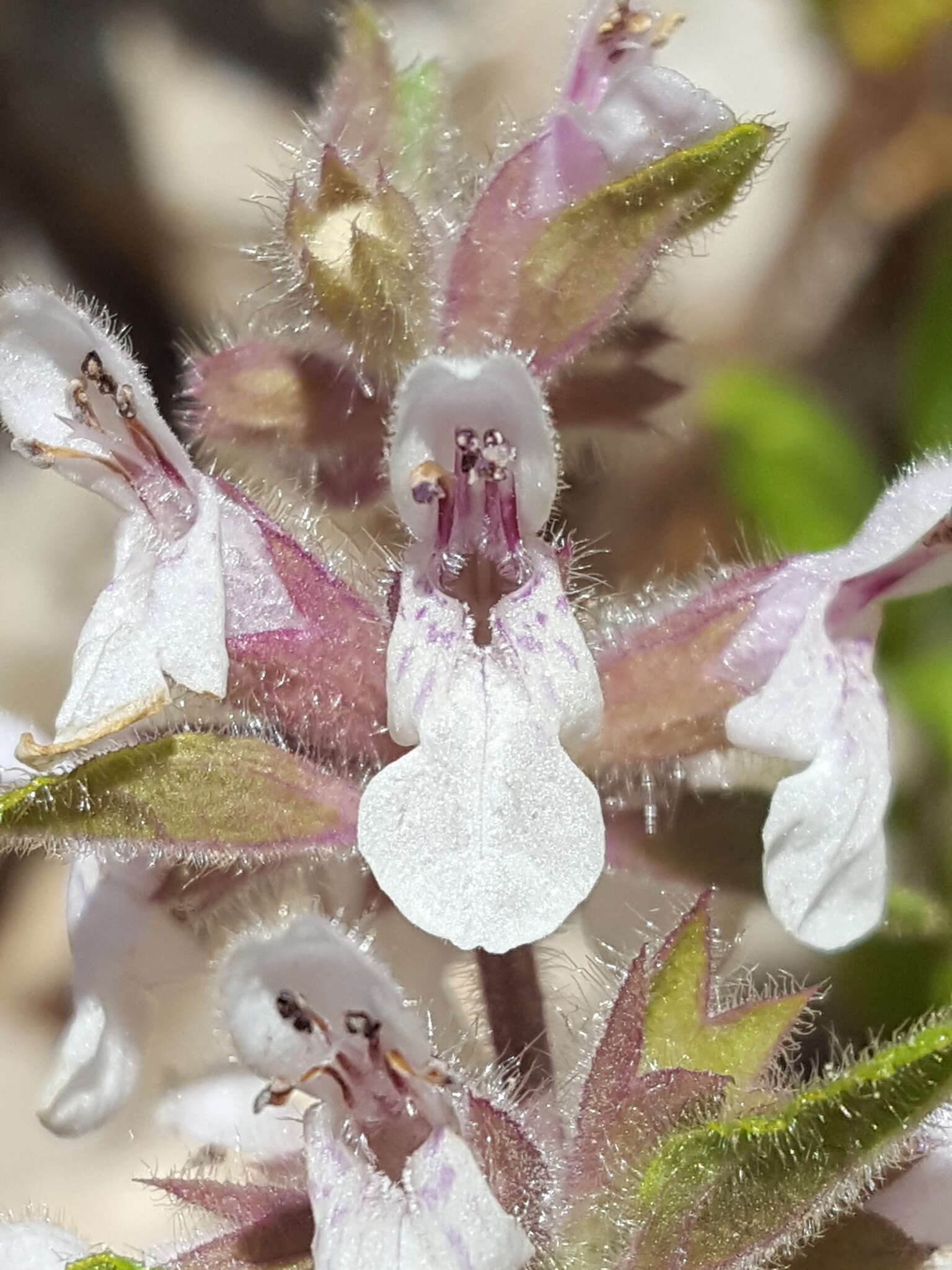 Image de Stachys pilosa var. pilosa