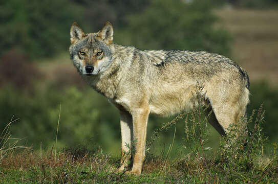 Image of Eurasian Wolf