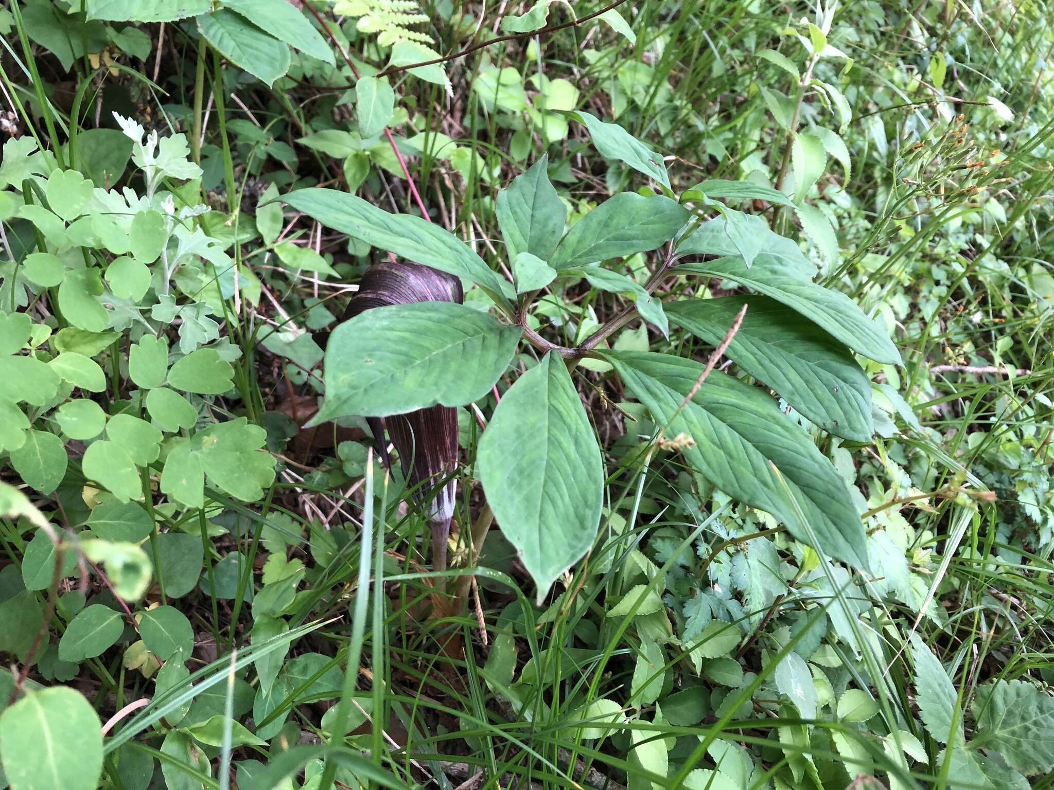 Arisaema serratum var. izuense (Nakai) Gusman & L. Gusman的圖片