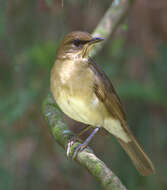 Image of Creamy-bellied Thrush