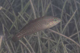 Image of Argus Wrasse