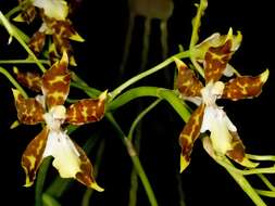 Image of Oncidium maculatum (Lindl.) Lindl.