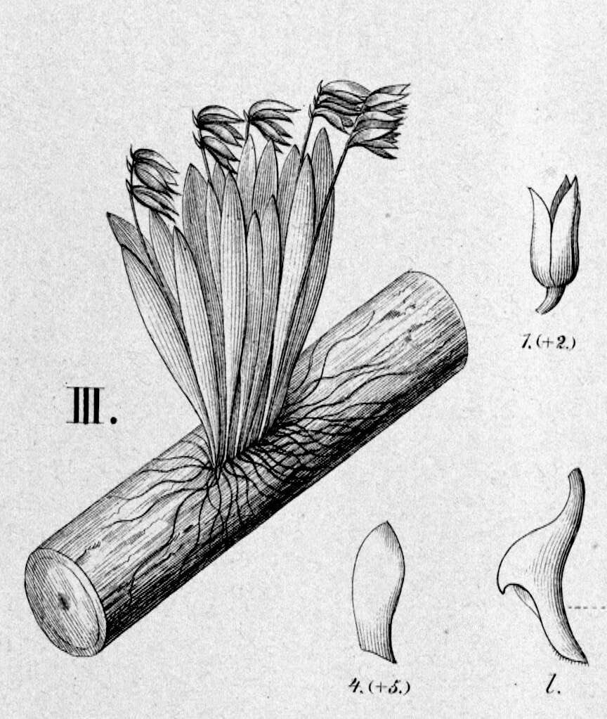 Image of Acianthera sonderiana (Rchb. fil.) Pridgeon & M. W. Chase