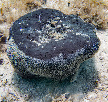 Image of black leather sponge