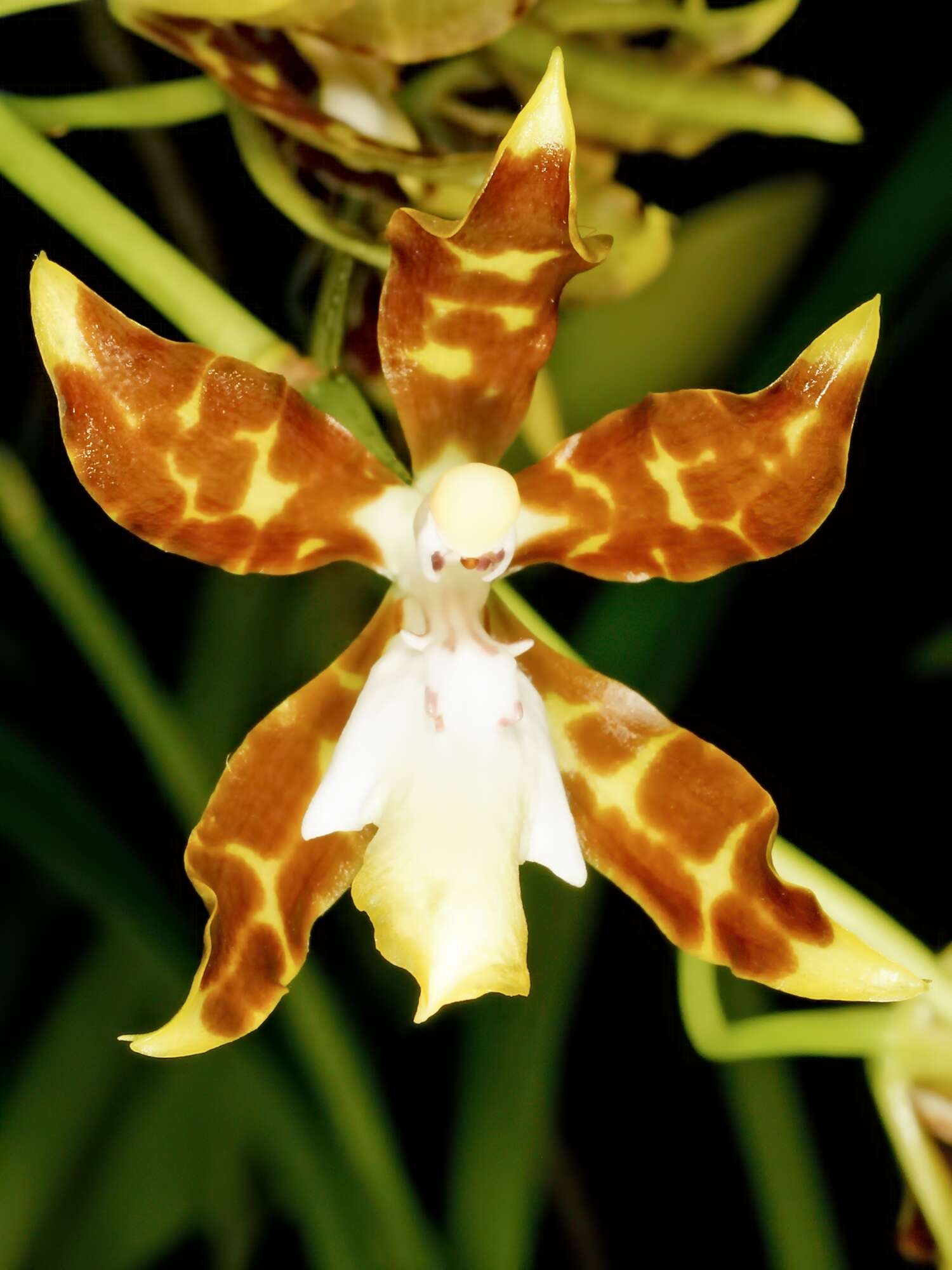 Image of Oncidium maculatum (Lindl.) Lindl.