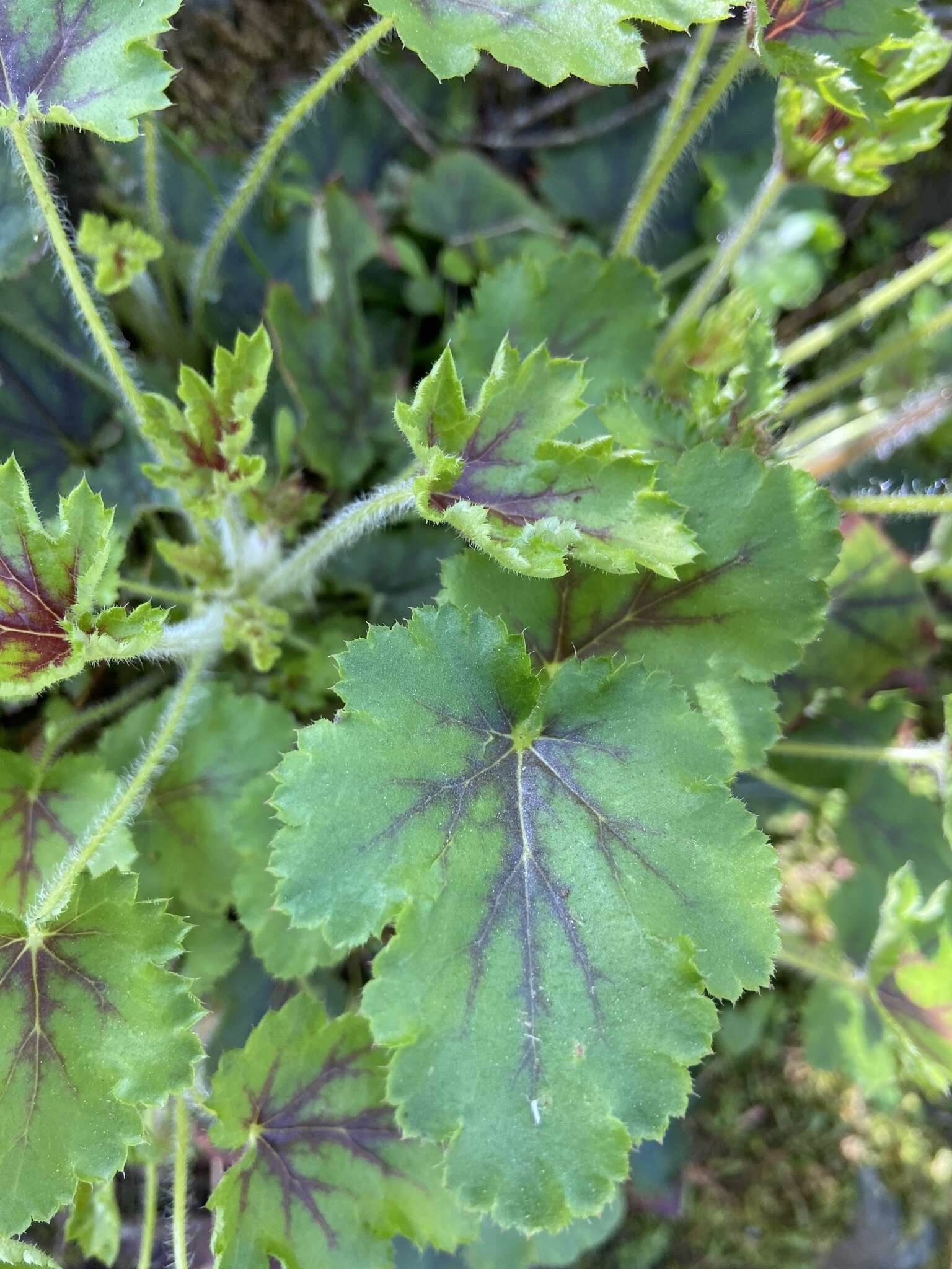 Image de Heuchera micrantha var. diversifolia (Rydb.) Rosend., Butters & Lakela