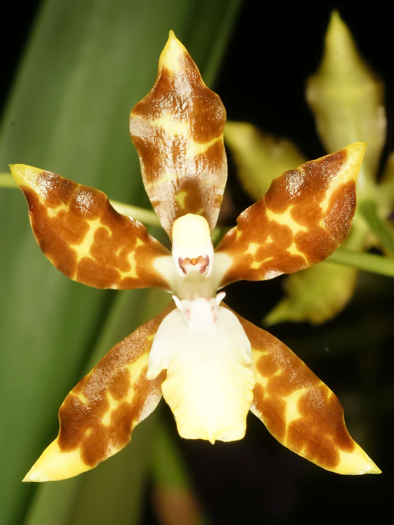 Image of Oncidium maculatum (Lindl.) Lindl.