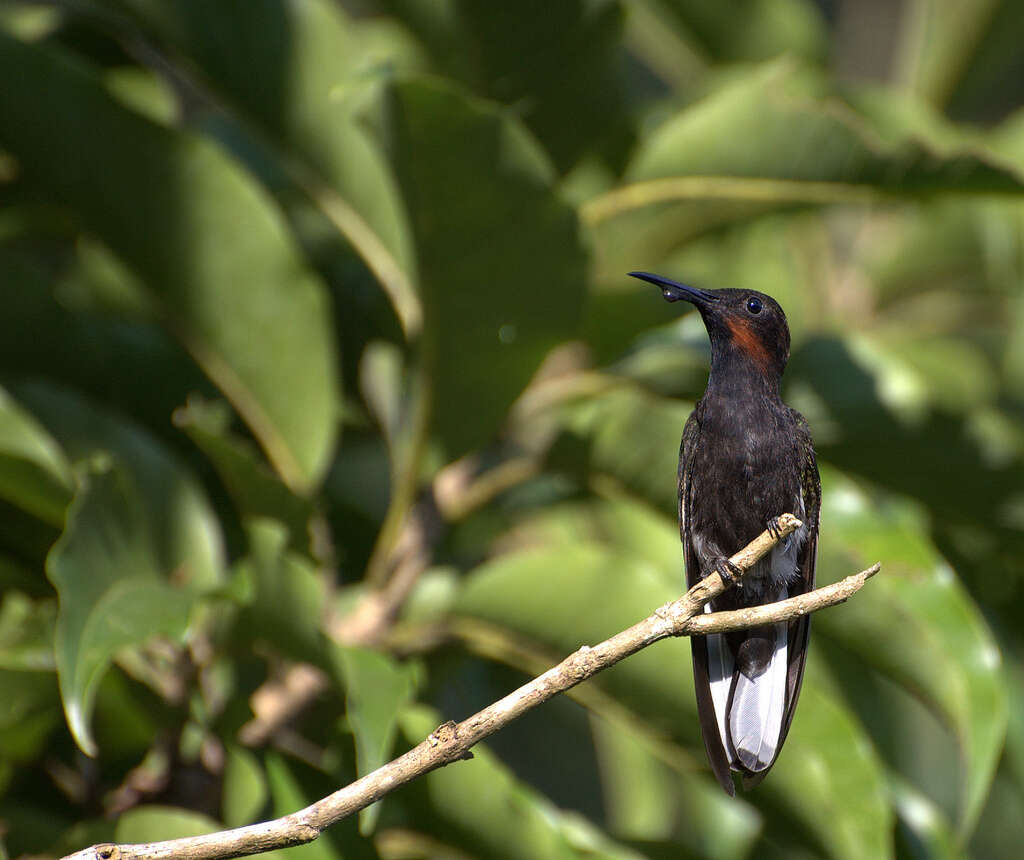 صورة Florisuga fusca (Vieillot 1817)