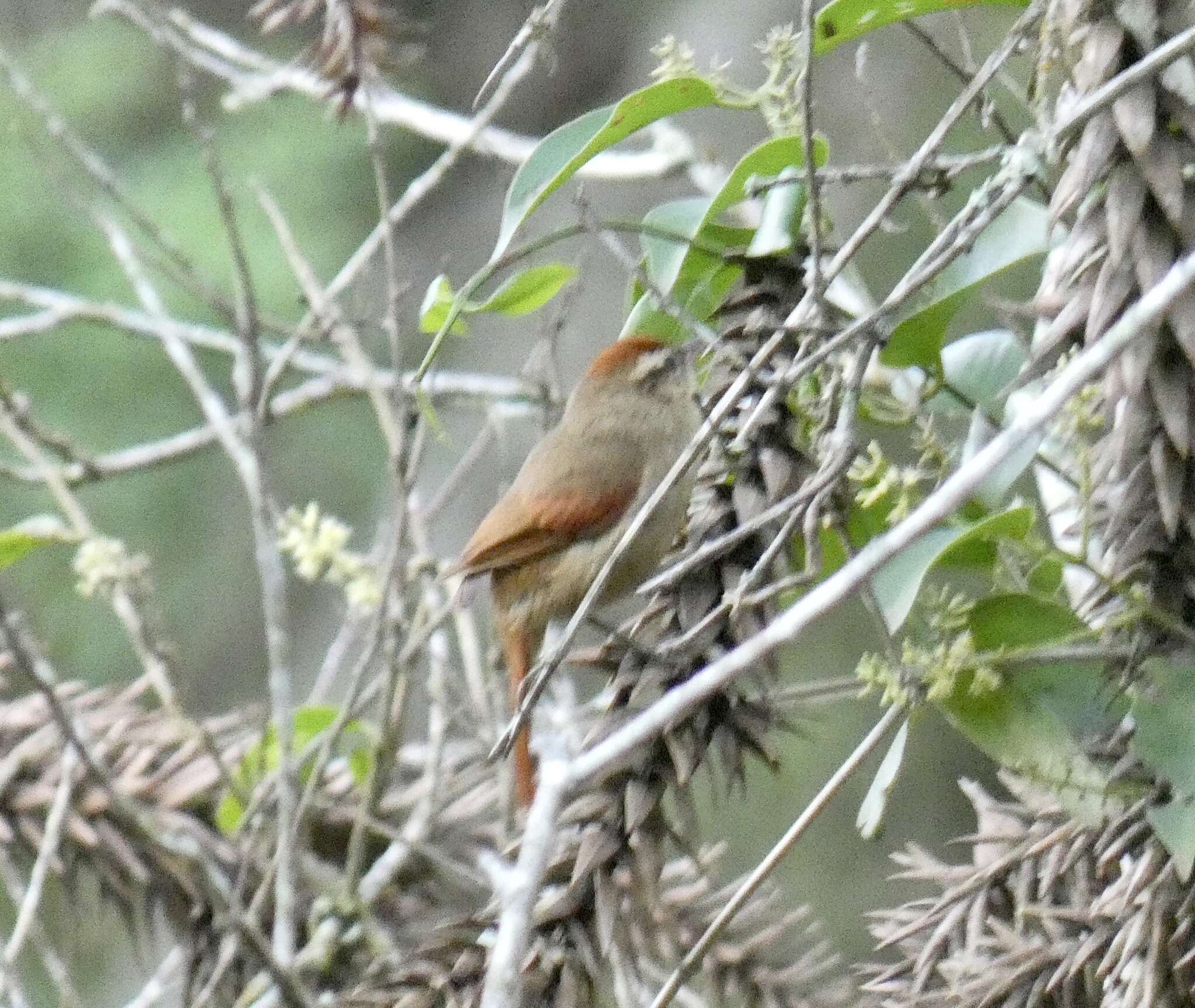 Image of Pallid Spinetail