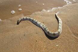 Image of Shaw's Sea Snake