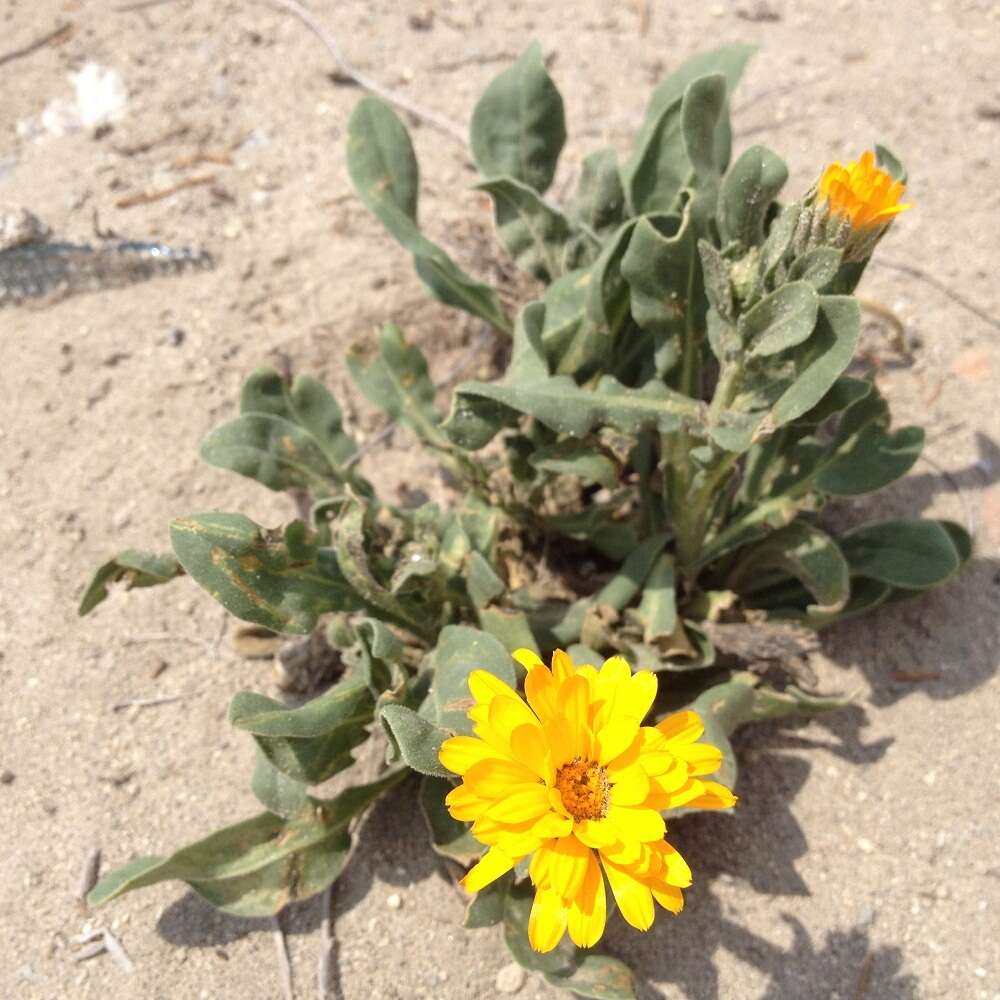 Image of pot marigold