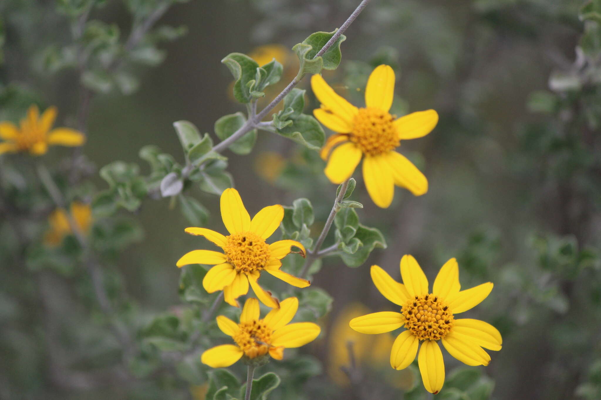 Image of Calanticaria bicolor (S. F. Blake) E. E. Schill. & Panero