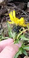 Image of Crepis terglouensis (Hacq.) A. Kerner