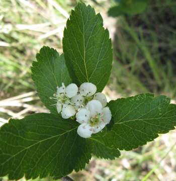 Image de Crataegus suksdorfii (Sarg.) Kruschke