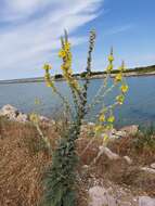 Image of Verbascum niveum subsp. garganicum (Ten.) Murb.