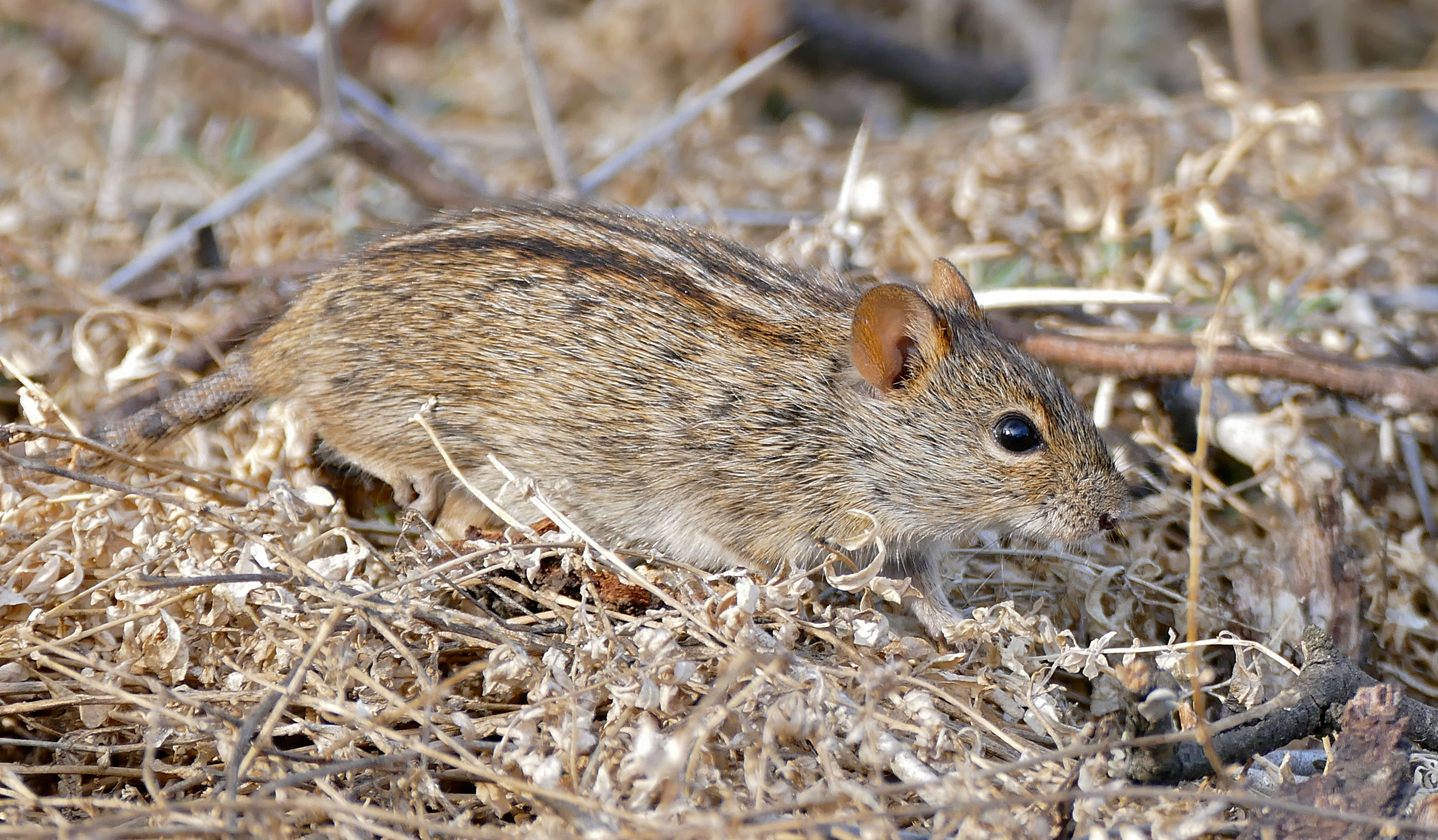 Rhabdomys Thomas 1916 resmi