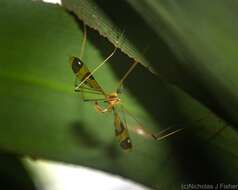 Image of Dapanoptera richmondiana Skuse 1896