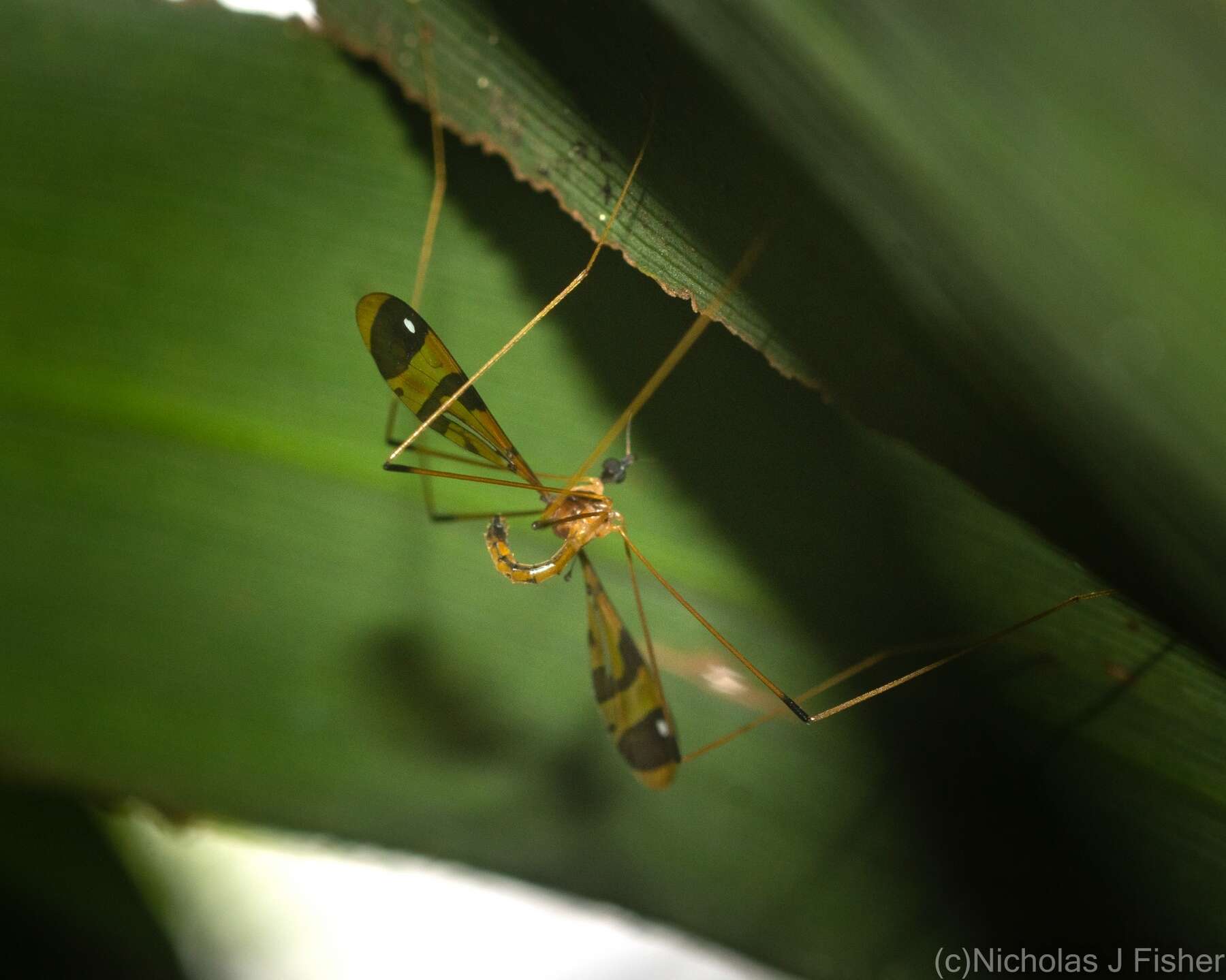 Image of Dapanoptera richmondiana Skuse 1896