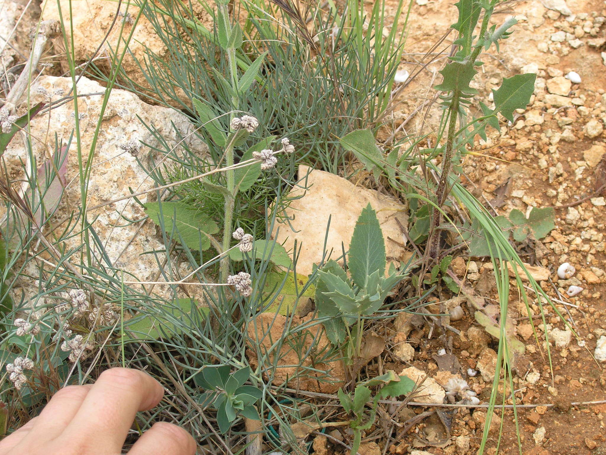 Image de Rumia crithmifolia (Willd.) Koso-Pol.